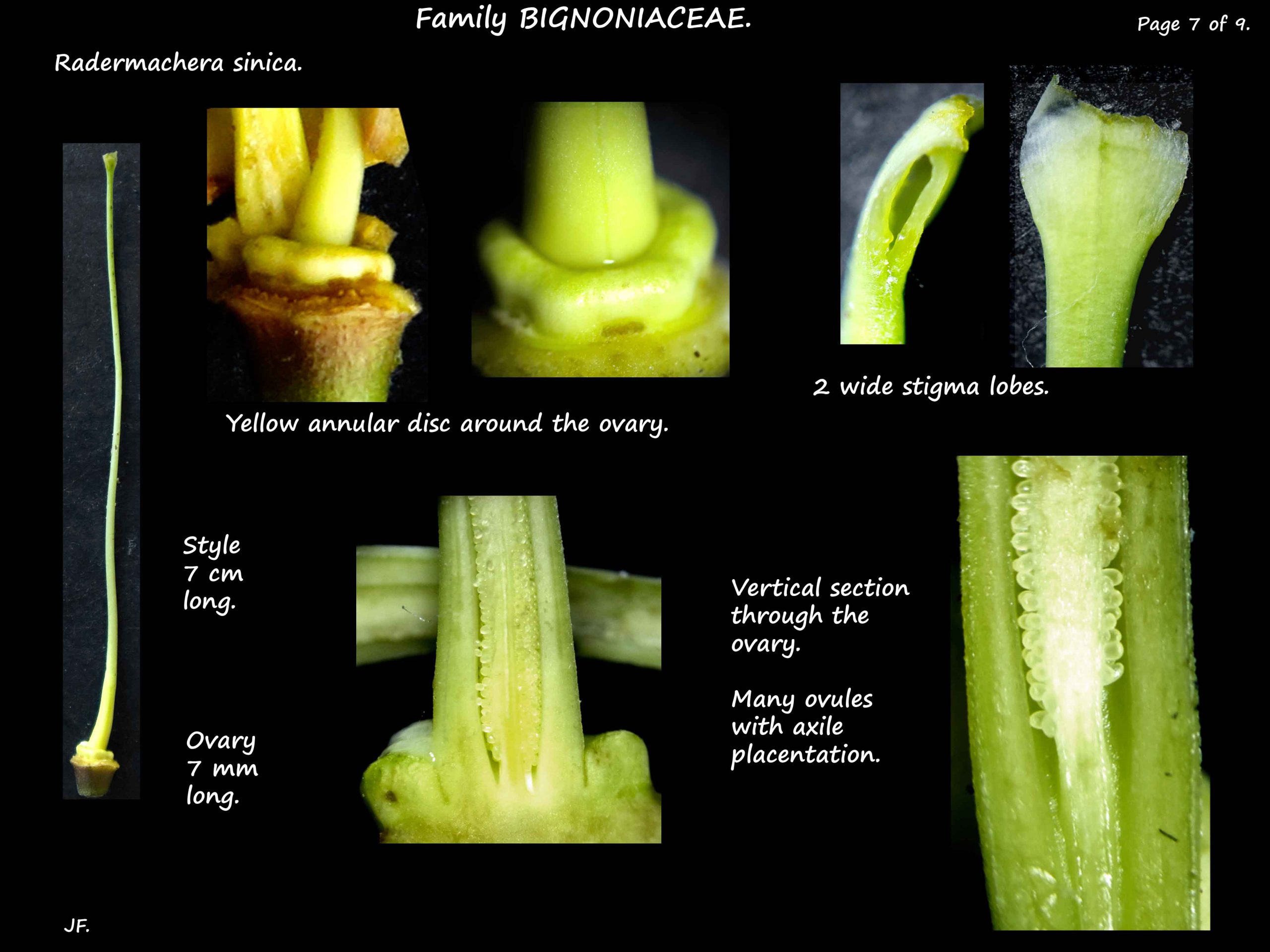 7 Radermachera sinica ovary